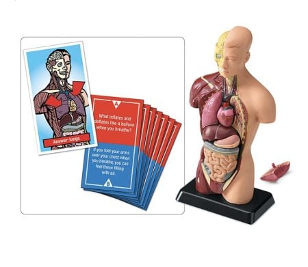 Fascinating Facts Human Body Game
