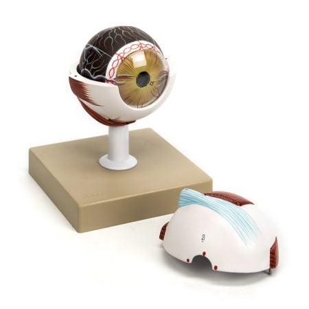 Lifesize Eye Model