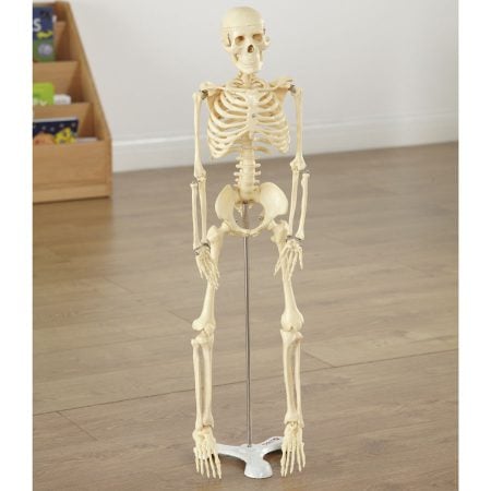 Replica Human Half Size Skeleton 85cm