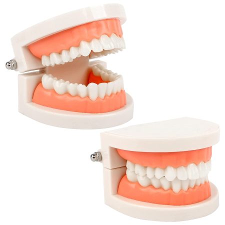 Teeth Demonstration Model
