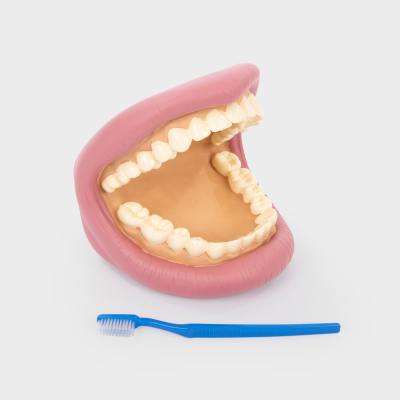 Giant Teeth Demonstration Model